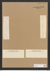 Nitzschia linears "var. intercedens" Grunow (de-Toni-Nr.: Genus 47, Species 2111) Zeichnungen Sammlung Grunow Nr. 4533 (NHMW-BOT-W0372165)